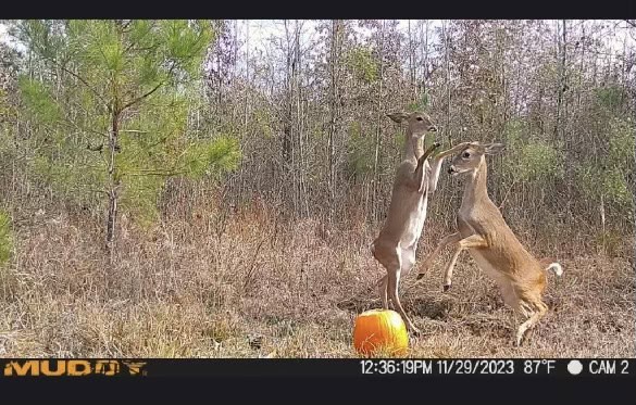 McCurtain County Oklahoma Hunting Property